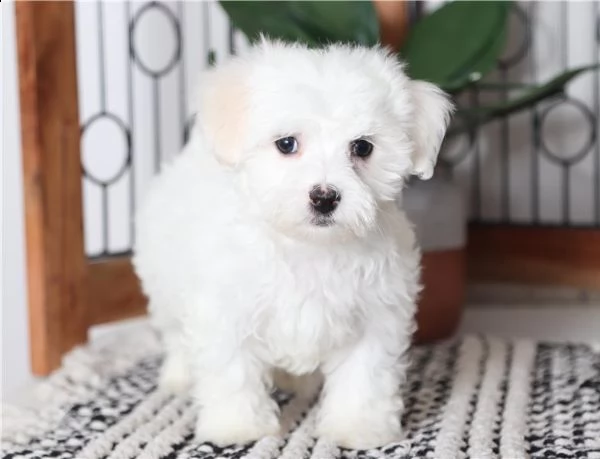 regalo maltese cuccioli meravigliosi ! 