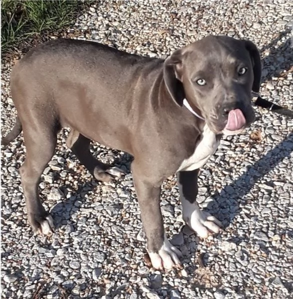 adorabili cuccioli di pitbull americano  predisposti per l'adozione,