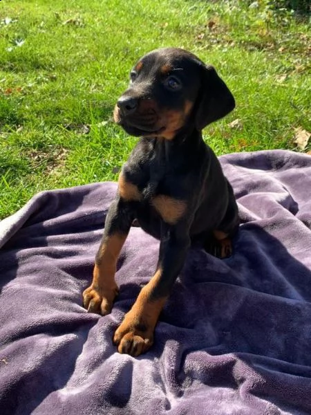 regalo cuccioli di dorberman  in pronta consegna provvisti di: • microchip, • due vaccini, • svermin