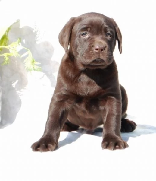 cuccioli di labrador con pedigree enci ultimi due cuccioli maschio e femmina, cresciuti in casa ed e