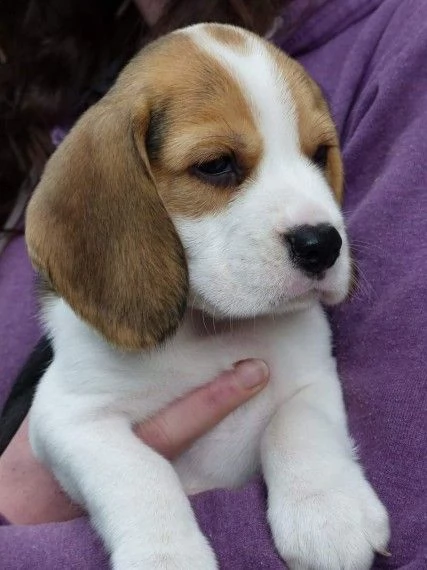 beagle cuccioli introvabili cuccioli di beagle albicoca intelligenti e dolcissimi attaccati al padro