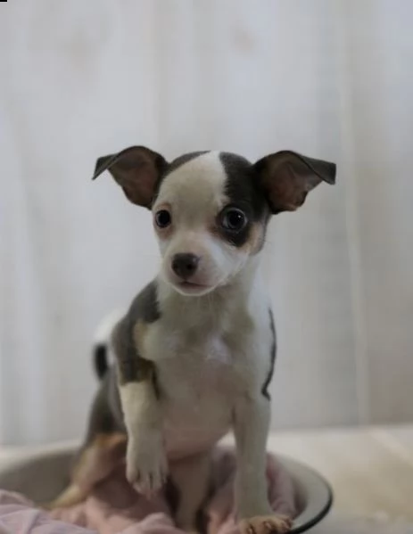 chihuahua cuccioli introvabili cuccioli di chihuahua intelligenti e dolcissimi attaccati al padrone