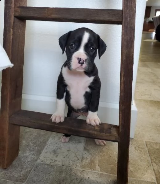 regalo cuccioli di boxer in pronta consegna