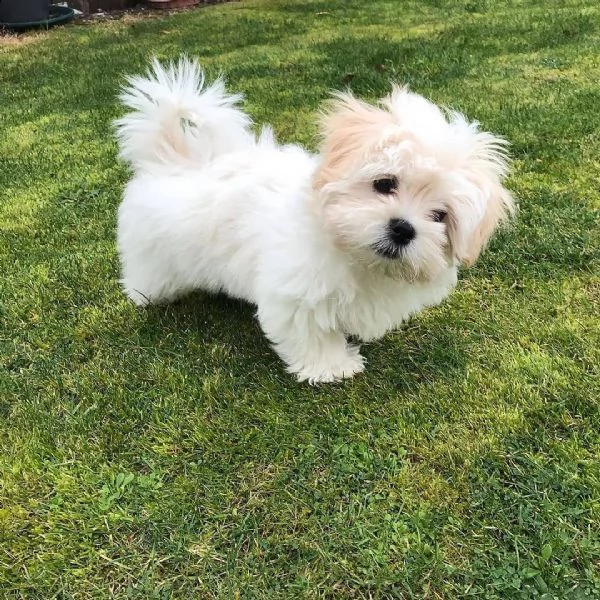 maltese nano... | Foto 0