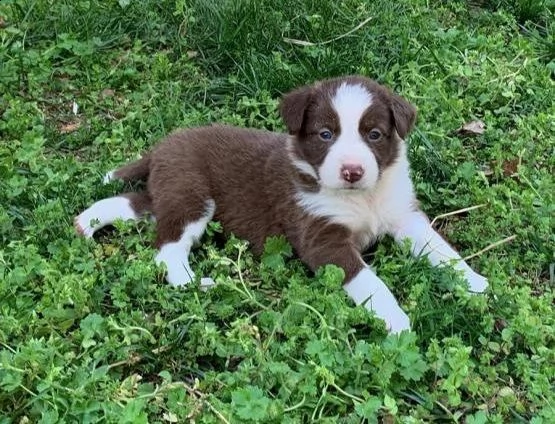 adorabili cuccioli di border collie predisposti per l'adozione,