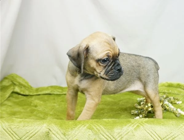 adorabili cuccioli di carlino predisposti per l'adozione, 