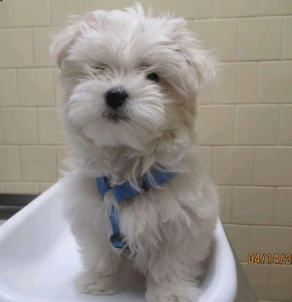 maltese cuccioli toy 