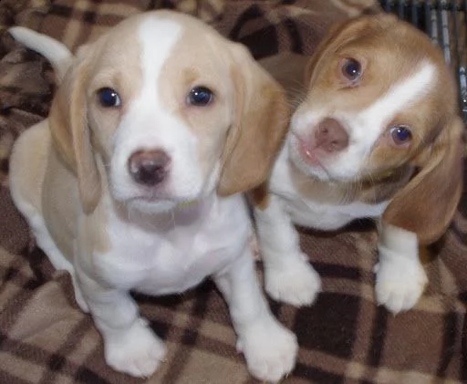 regalo mini cuccioli di beagle