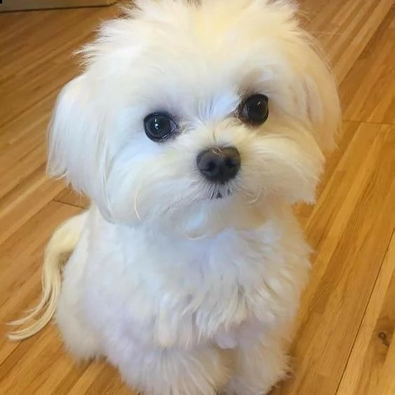 maltese mini toy