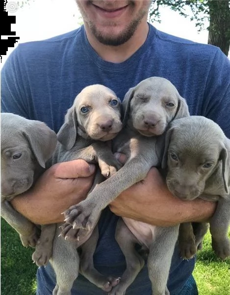 regalo cuccioli di weimaraner in pronta consegna provvisti di: • microchip, • due vaccini, • svermin