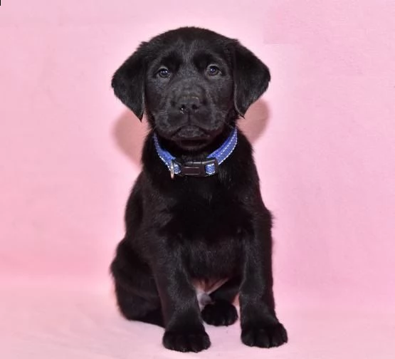 cuccioli di labrador con pedigree enci ultimi due cuccioli maschio e femmina, cresciuti in casa ed e