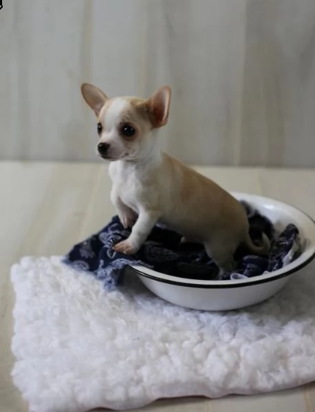 chihuahua cuccioli introvabili cuccioli di chihuahua intelligenti e dolcissimi attaccati al padrone