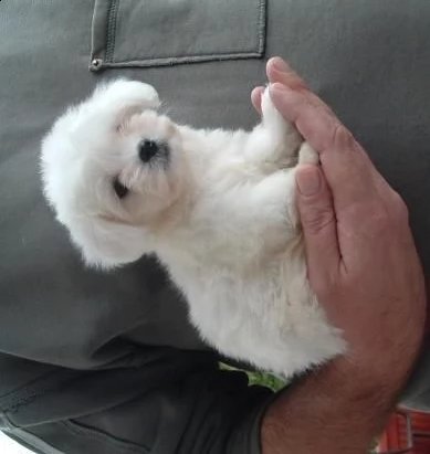 regolo maltese toy....(())