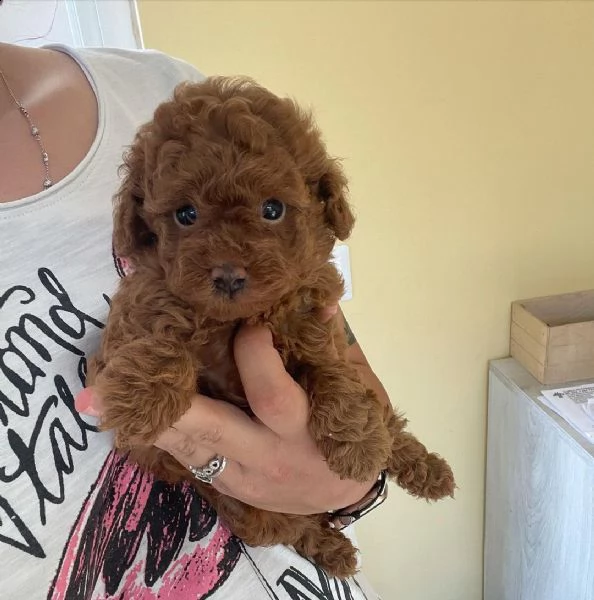 2regalo barboncino | Foto 0