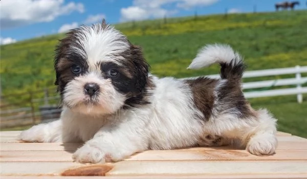 shih tzu cuccioli introvabili cuccioli di shih tzu intelligenti e dolcissimi attaccati al padrone cu