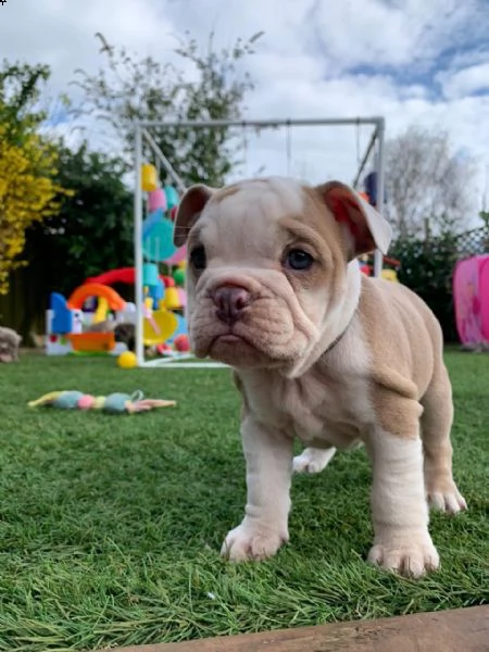 regalo cuccioli di bulldog inglese
