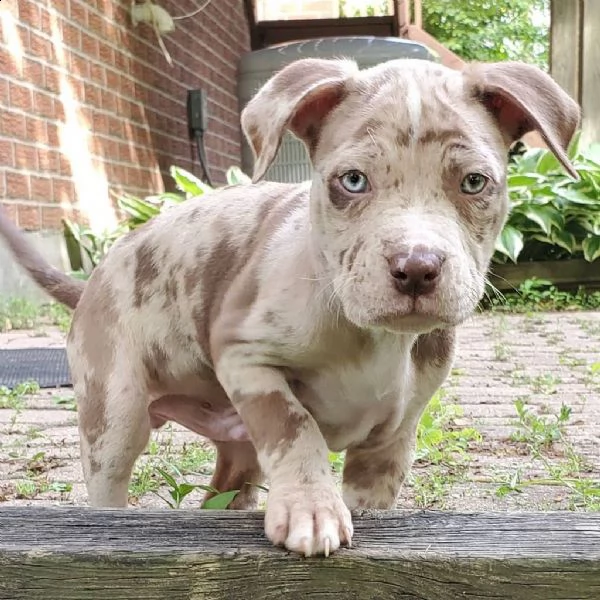 pitbull cuccioli