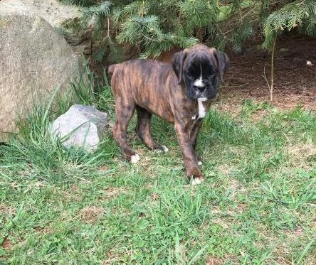 regalo cuccioli di boxer in pronta consegna