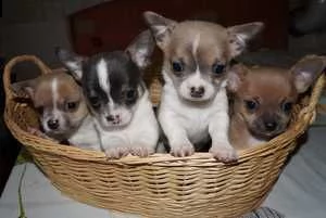 cuccioli di chihuahua maschio e femmina
