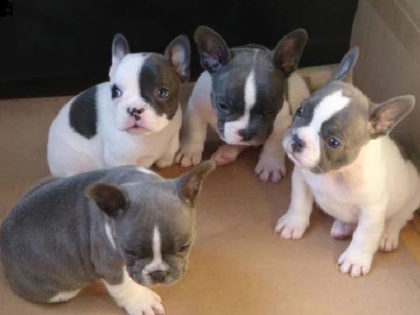 cuccioli di bulldog francese per adozione