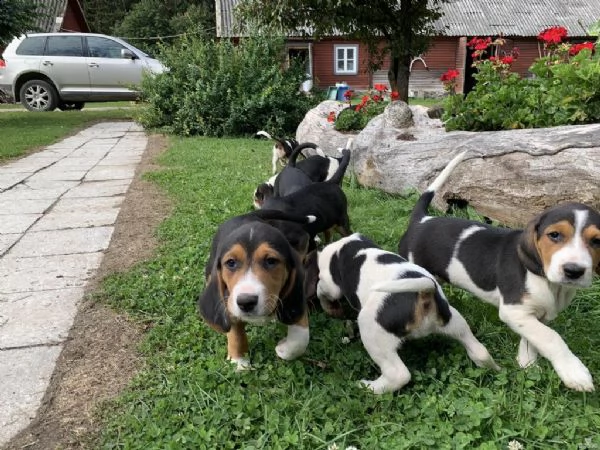 disponibili fantastici cuccioli di beagle