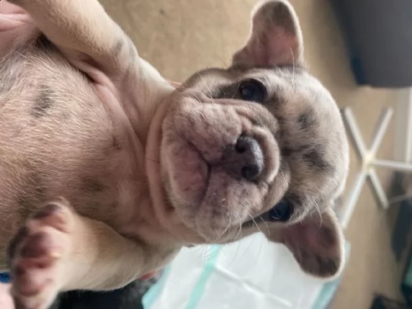 eccezionali cuccioli di toro francese | Foto 0