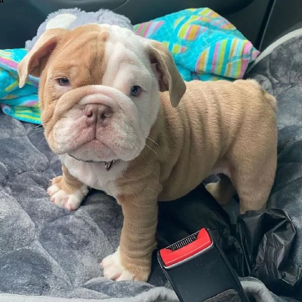 bulldog inglese