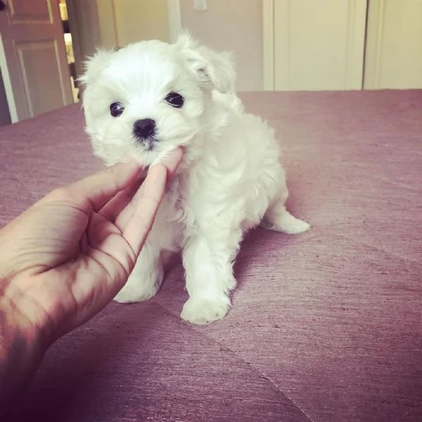 cucciolo maltese in adozione