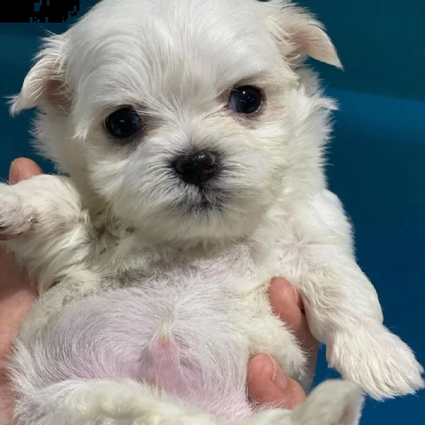 cuccioli maltesi con pedigree