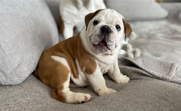cuccioli di bulldog