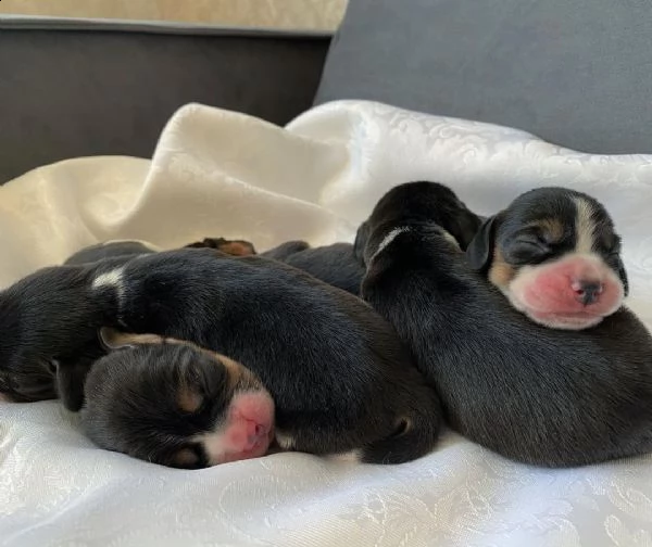 beagle selezionati