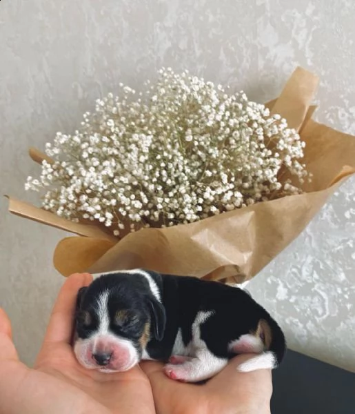 splendidi cuccioli di beagle