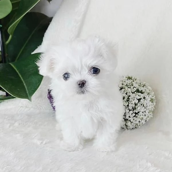 maltese