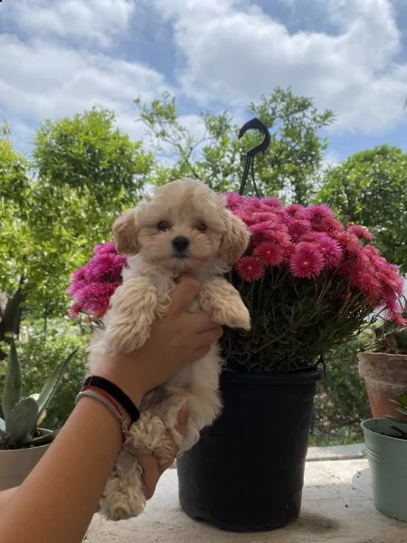 maltipoo cucciolo