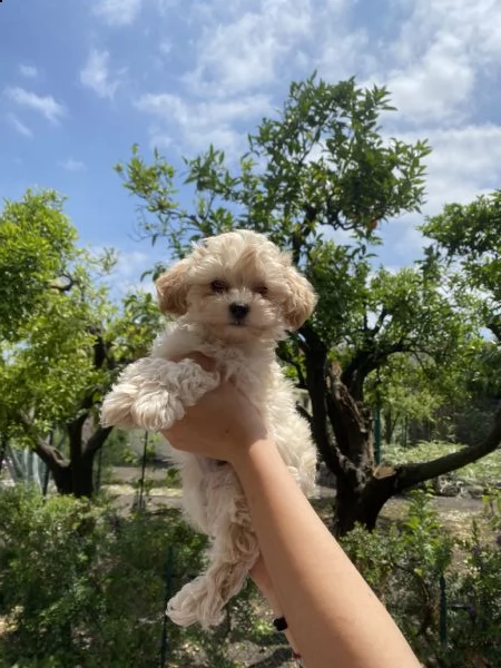 maltipoo cucciolo | Foto 0