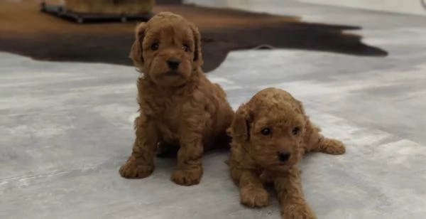 barboncino toy | Foto 2