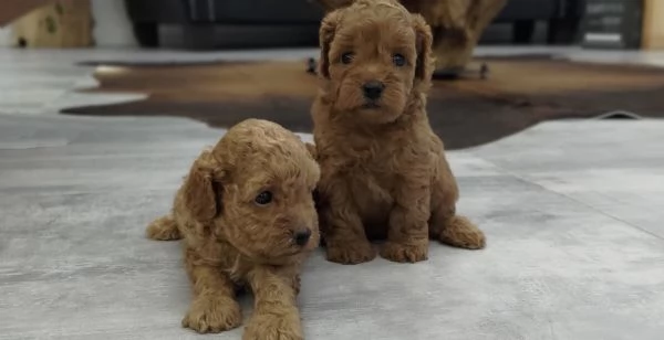 barboncino toy | Foto 1