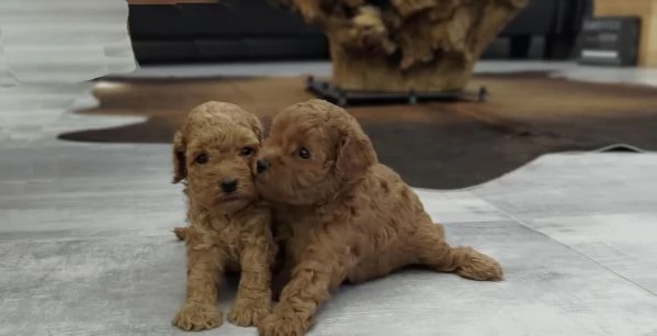 barboncino toy | Foto 0