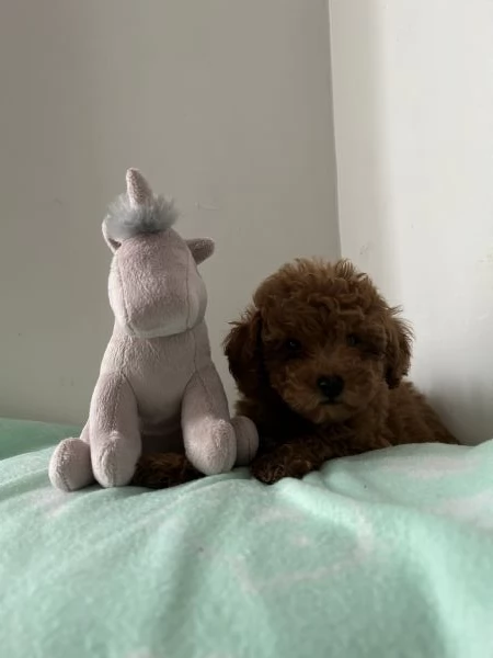 barboncino toy | Foto 1