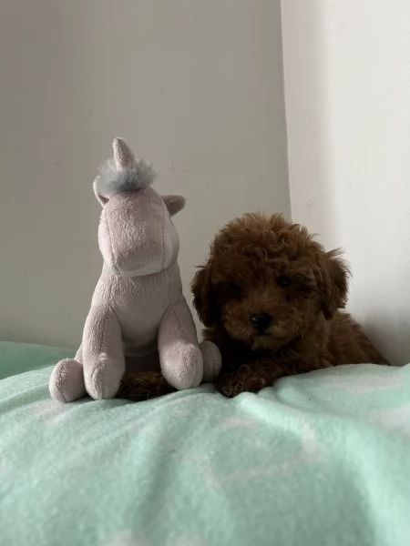 barboncino toy | Foto 0