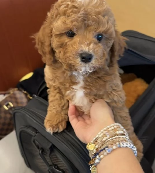 barboncino toy | Foto 1