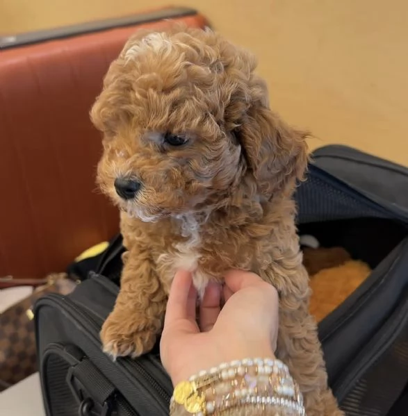 barboncino toy | Foto 0