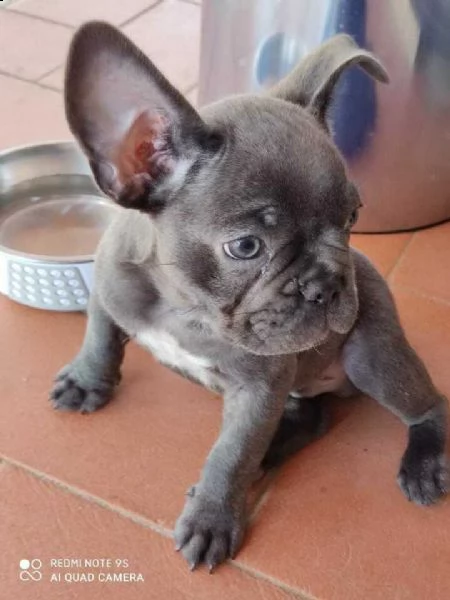 splendidi cuccioli  bulldoge francese