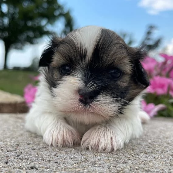 avere uno splendido cucciolo di shih tzu per l'adozione pronto per la nuova casa per sempre
