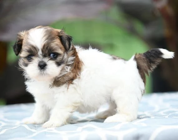 in adozione un adorabile ragazzo shih tzu di 8 settimane.
