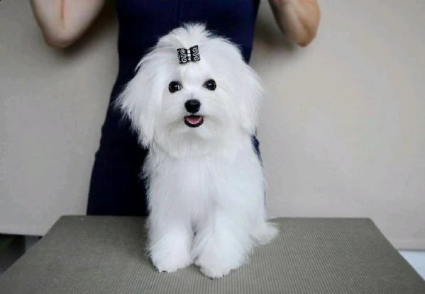 cucciolo di maltese bianco candido