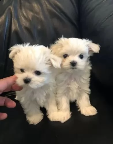 maltese..