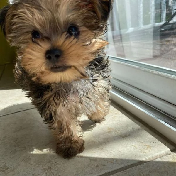 adorabili cuccioli di yorkie