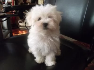 adorabili cuccioli di maltese maschio e femmina...