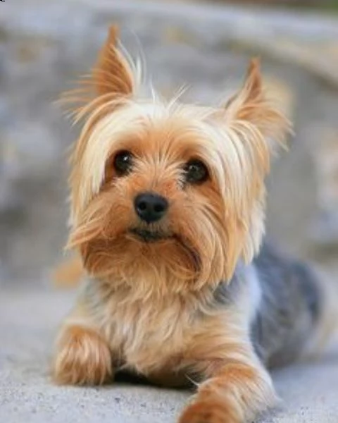 adorabili cuccioli di yorkie 